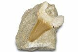 Otodus Shark Tooth Fossil in Rock - Morocco #292009-1